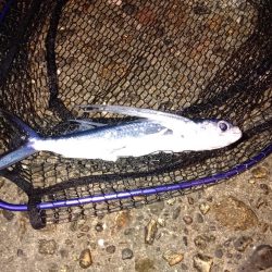 小ぶりながらもマゴチ